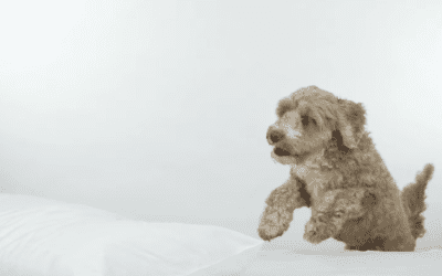 Mattress Longevity: 8 Signs It’s Time to Replace Yours